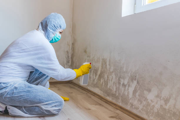 Licensed Mold Remediation service in New York, NY - WQB Mold Removal